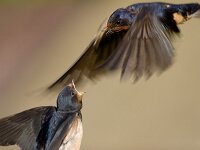 Hirundo rustica 33, Boerenzwaluw, Saxifraga-Jan Nijendijk