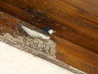 Hirundo rustica 36, Boerenzwaluw, Saxifraga-Hans Grotenhuis