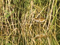 Ixobrychus minutus 28, Woudaap, juvenile, Saxifraga-Jan Nijendijk