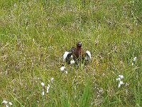 Lagopus lagopus lagopus 14, Moerassneeuwhoen, Saxifraga-Hans Dekker