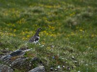 Lagopus muta 33, Alpensneeuwhoen, Saxifraga-Luuk Vermeer