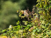 Lanius collurio 37, Grauwe klauwier, juvenile, Saxifraga-Theo Verstrael