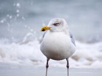 Larus argentatus 40, Zilvermeeuw, Saxifraga-Bart Vastenhouw