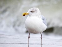 Larus argentatus 56, Zilvermeeuw, Saxifraga-Bart Vastenhouw