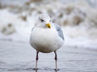 Larus argentatus 94, Zilvermeeuw, Saxifraga-Bart Vastenhouw