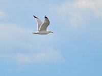 Larus cachinnans 32, Pontische Meeuw, Saxifraga-Tom Heijnen