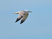 Larus cachinnans 33, Pontische Meeuw, Saxifraga-Tom Heijnen