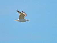 Larus cachinnans 34, Pontische Meeuw, Saxifraga-Tom Heijnen