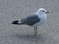 Larus canus 64, Stormmeeuw, Saxifraga-Willem van Kruijsbergen