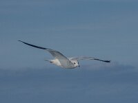 Larus canus 87, Stormmeeuw, 2e kj, Saxifraga-Theo Verstrael