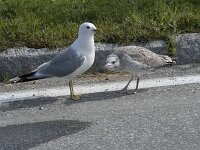 Larus canus 89, Stormmeeuw, Saxifraga-Willem van Kruijsbergen