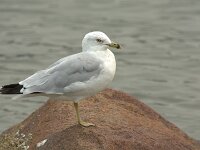 Larus delawarensis