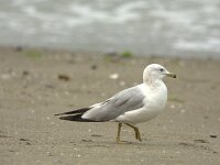 Larus delawarensis 2, Ringsnavelmeeuw, adult, Saxifraga-Theo Verstrael