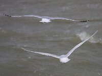 Larus glaucoides 9, Kleine Burgemeester, Saxifraga-Bart Vastenhouw
