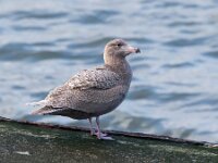 Larus hyperboreus 22, Grote burgemeester, Saxifraga-Bart Vastenhouw