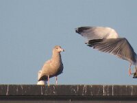 Larus hyperboreus 57, Grote burgemeester, Saxifraga-Henk Sierdsema