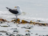 Larus marinus 37, Grote mantelmeeuw, adult, Saxifraga-Theo Verstrael
