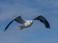 Larus marinus 57, Grote mantelmeeuw, adult, Saxifraga-Theo Verstrael