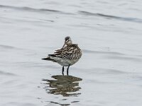 Limosa lapponica 10, Rosse grutto, adult, winter plumage, Saxifraga-Theo Verstrael