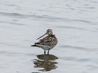 Limosa lapponica 11, Rosse grutto, adult, winter plumage, Saxifraga-Theo Verstrael
