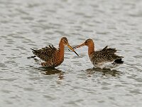 Limosa limosa islandica and Limosa limosa 188, IJslandse grutto and Grutto, Saxifraga-Piet Munsterman