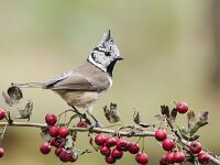 Lophophanes cristatus 104, Kuifmees, Saxifraga-Luuk Vermeer