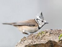 Lophophanes cristatus 108, Kuifmees, Saxifraga-Luuk Vermeer