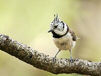 Lophophanes cristatus 111, Kuifmees, Saxifraga-Luuk Vermeer