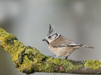 Lophophanes cristatus 112, Kuifmees, Saxifraga-Luuk Vermeer
