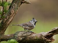 Lophophanes cristatus 115, Kuifmees, Saxifraga-Luuk Vermeer