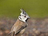 Lophophanes cristatus 116, Kuifmees, Saxifraga-Luuk Vermeer