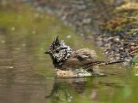 Lophophanes cristatus 117, Kuifmees, Saxifraga-Luuk Vermeer