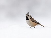 Lophophanes cristatus 123, Kuifmees, Saxifraga-Luuk Vermeer