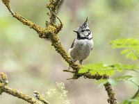 Lophophanes cristatus 94, Kuifmees, Saxifraga-Luuk Vermeer