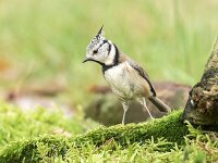 Lophophanes cristatus 96, Kuifmees, Saxifraga-Luuk Vermeer