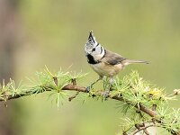 Lophophanes cristatus 97, Kuifmees, Saxifraga-Luuk Vermeer