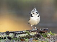Lophophanes cristatus 99, Kuifmees, Saxifraga-Luuk Vermeer