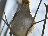 Luscinia luscinia