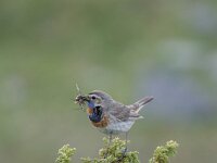 Luscinia svecica ssp svecica 16, Roodgesterde blauwborst, male, Saxifraga-Dirk Hilbers