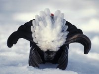 Lyrurus tetrix, Black Cock