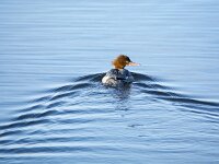 Mergus merganser 12, Grote zaagbek, adult, female, Saxifraga-Theo Verstrael