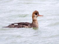 Mergus serrator 4, Middelste zaagbek, Saxifraga-Bart Vastenhouw