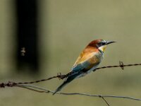 Merops apiaster 45, Bijeneter, adult, Saxifraga-Theo Verstrael