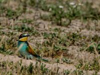 Merops apiaster 67, Bijeneter, adult, Saxifraga-Theo Verstrael