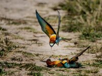 Merops apiaster 68, Bijeneter, adult, pair, Saxifraga-Theo Verstrael