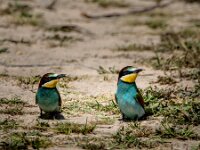 Merops apiaster 69, Bijeneter, adult, pair, Saxifraga-Theo Verstrael