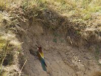 Merops apiaster 73, Bijeneter, Saxifraga-Jan Nijendijk