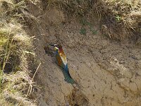Merops apiaster 78, Bijeneter, Saxifraga-Jan Nijendijk