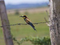 Merops apiaster 83, Bijeneter, Saxifraga-Jan Nijendijk