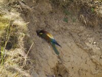 Merops apiaster 85, Bijeneter, Saxifraga-Jan Nijendijk